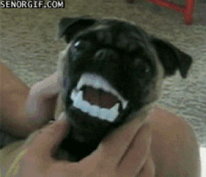 teeth,licking,biting,chewing,animals,dog,scary,best of week,dracula,pugs