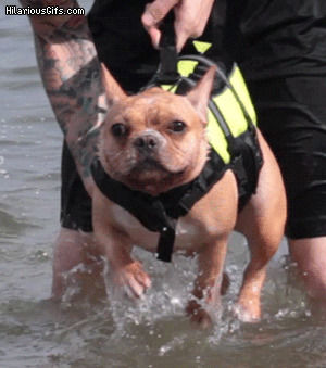 dog,swimming