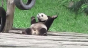 dancing,panda,back