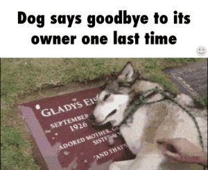 dog,crying,owner,grave