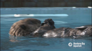 otter,monterey bay aquarium,sea otter