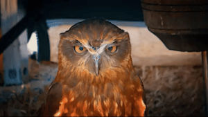 angry,reaction,pissed,mad,anger,owl,revenge,squint,outraged,mood,evil,outrage,evil eye,fuming
