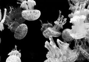 animals,swimming,group,jellyfish