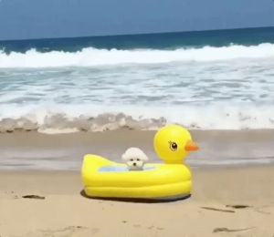 beach,dog,confused,doggo,puppy,cute