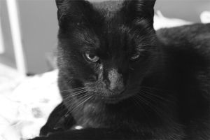 black cat,cat,photography,kitten,adorable,badass