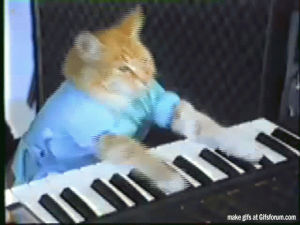 keyboard,cat