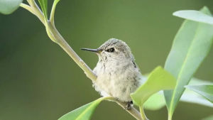 hummingbird,feeding,baby