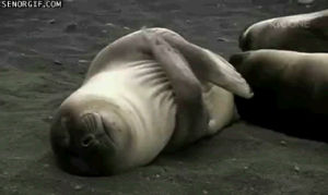 seal,popped a molly,im sweating
