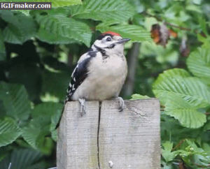 Woodpecker Niagara Gif Find On Gifer