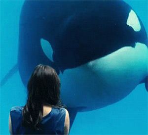 nod,agree,reactions,yes,okay,ok,whale,nodding,orca,sounds good