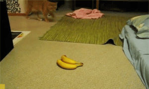 mortal,cat,prove,bananas,enemy