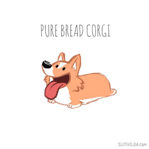 full bread corgi