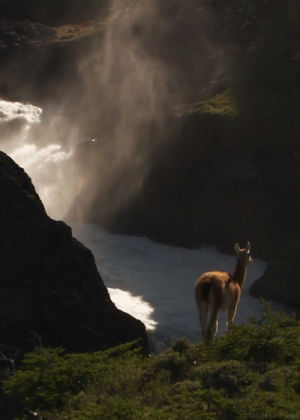 nature,deer,calm,mountain,perfect,wild,animals,water,standing,still image