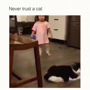 cat,trust,never