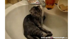 sink,animals,cat,water,kitten,wet