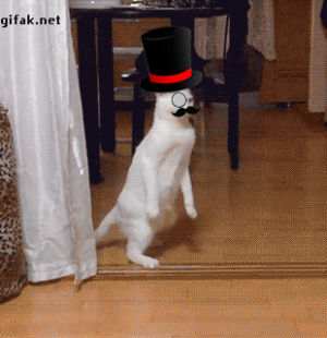 steal yo girl,mash up,fancy,top hat,cat,swag,on my way to steal yo girl