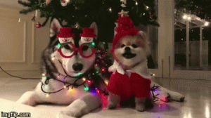 christmas,merry,puppies