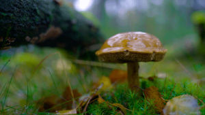 rain,forest,drops,nature,photography,cinemagraph,cinemagraphs,mushroom,moss,log,living stills,fall autumn