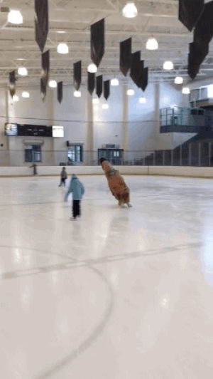 ice,ice skating,t rex