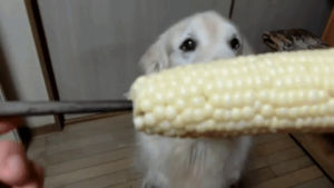 eating,dogs,yes,dog,corn on the cob,cute,lol,youtube,corn,dog eating corn,cute eating