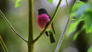 nature,robin,pink,australia,rodinogaster,passerine