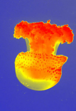 jellyfish,thermal,imaging