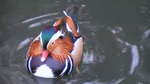 duck,mandarin,nature,neck