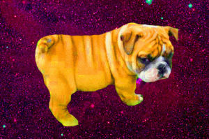 dog,animals,space,animal,dogs,dog in space,dogs in space