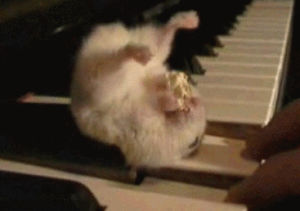 eating,mouse,piano,keyboard