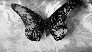butterfly,darkness,black and white,dark