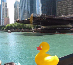 river,ducks,chicago,today,event,charity,rubber