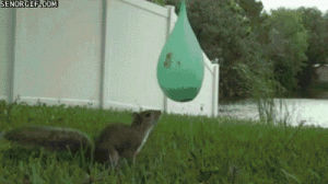squirrel,water,scared,balloon