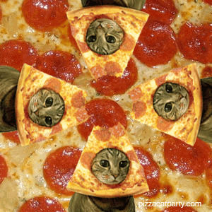funny animals,cat,trippy,pizza,wtf,vaporwave,odd future,yung lean,pizza cat,pizzacat,this is weird,instant follow back,funny cat