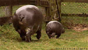 hippo,hippopotamus,baby hippo,kiss,parent,littleanimals,monday boost