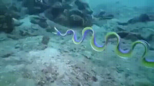 ocean,wildlife,pacific,animals,ribbon,eel