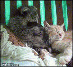 raccoon,cat,animals,bath