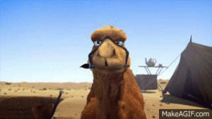 camel,humpday,omg