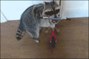 raccoon,bike