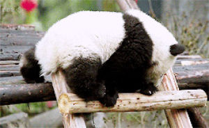 ladder,animals,cute,animal,fall,bear,panda,panda bear,baby panda,so precious