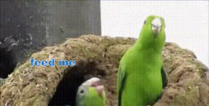 parrots,feeding,baby