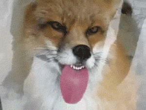 derp,licking,funny,cute,fox,animal,foxes,artic fox