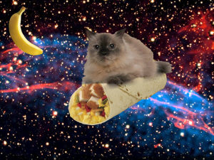 banana,cat,space,corner,burrito