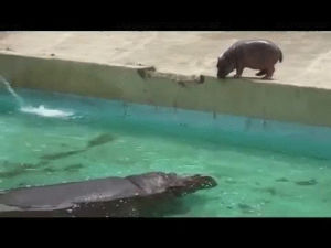 baby,pool,dive,hippo