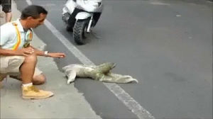 sloth,help,roadsauce