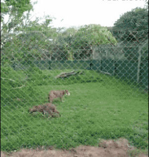 cat,big,jump,fence
