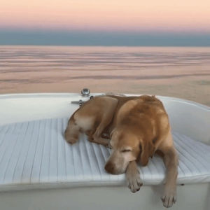 cinemagraph,relaxing,snooze,raww