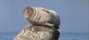 jumping,seal