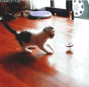 cat,kitten,top,playing,spinning,air apeet