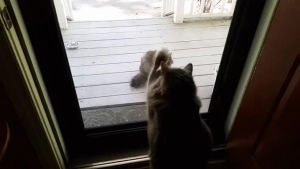 porch,cat,jasper,tantrum