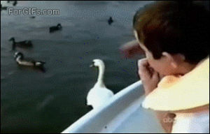 boat,swan,animals,cookie,steals,grabs,yoink